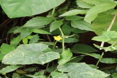 Cucumis melo var. melo